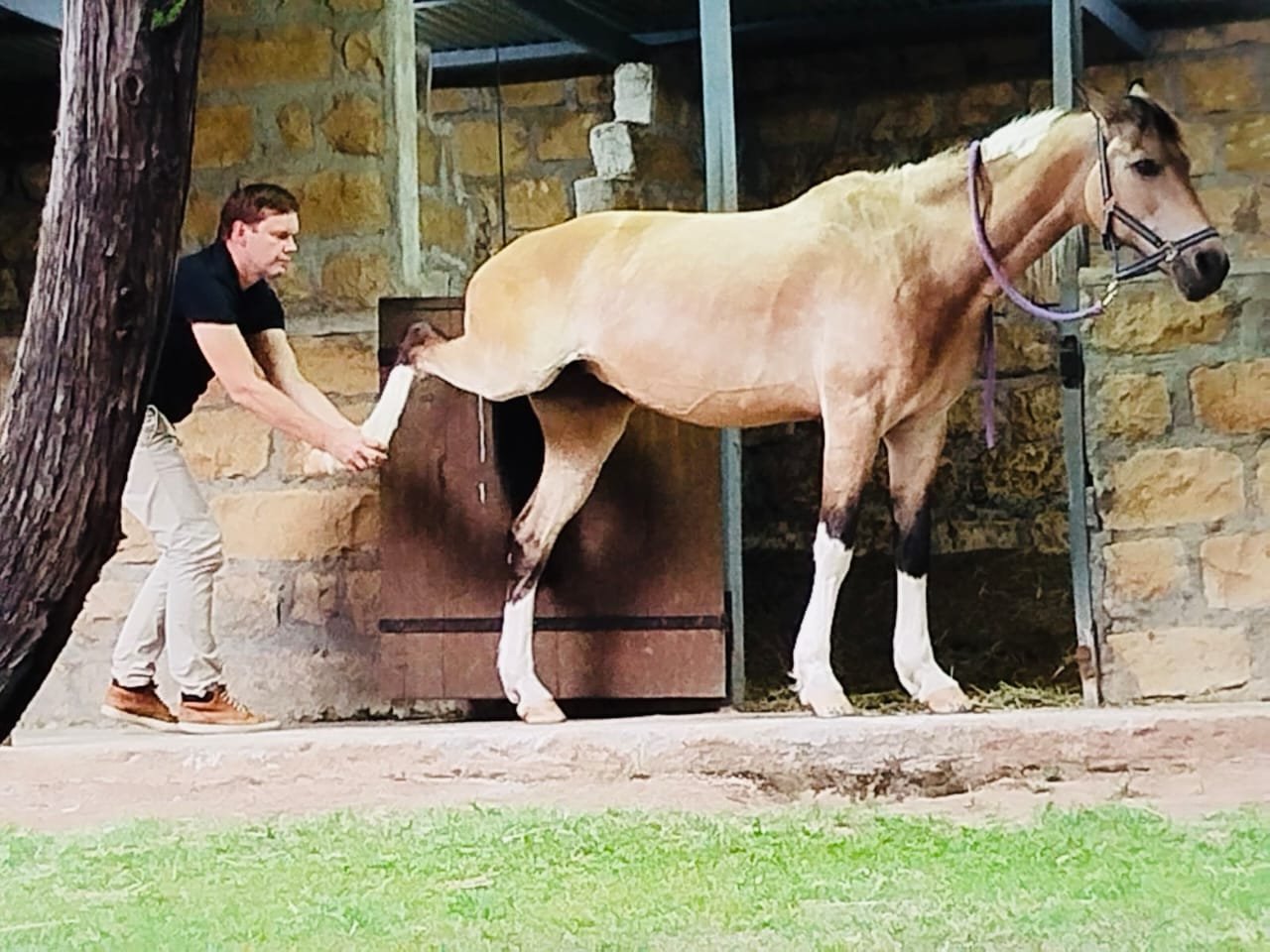 Horse rehabilitation