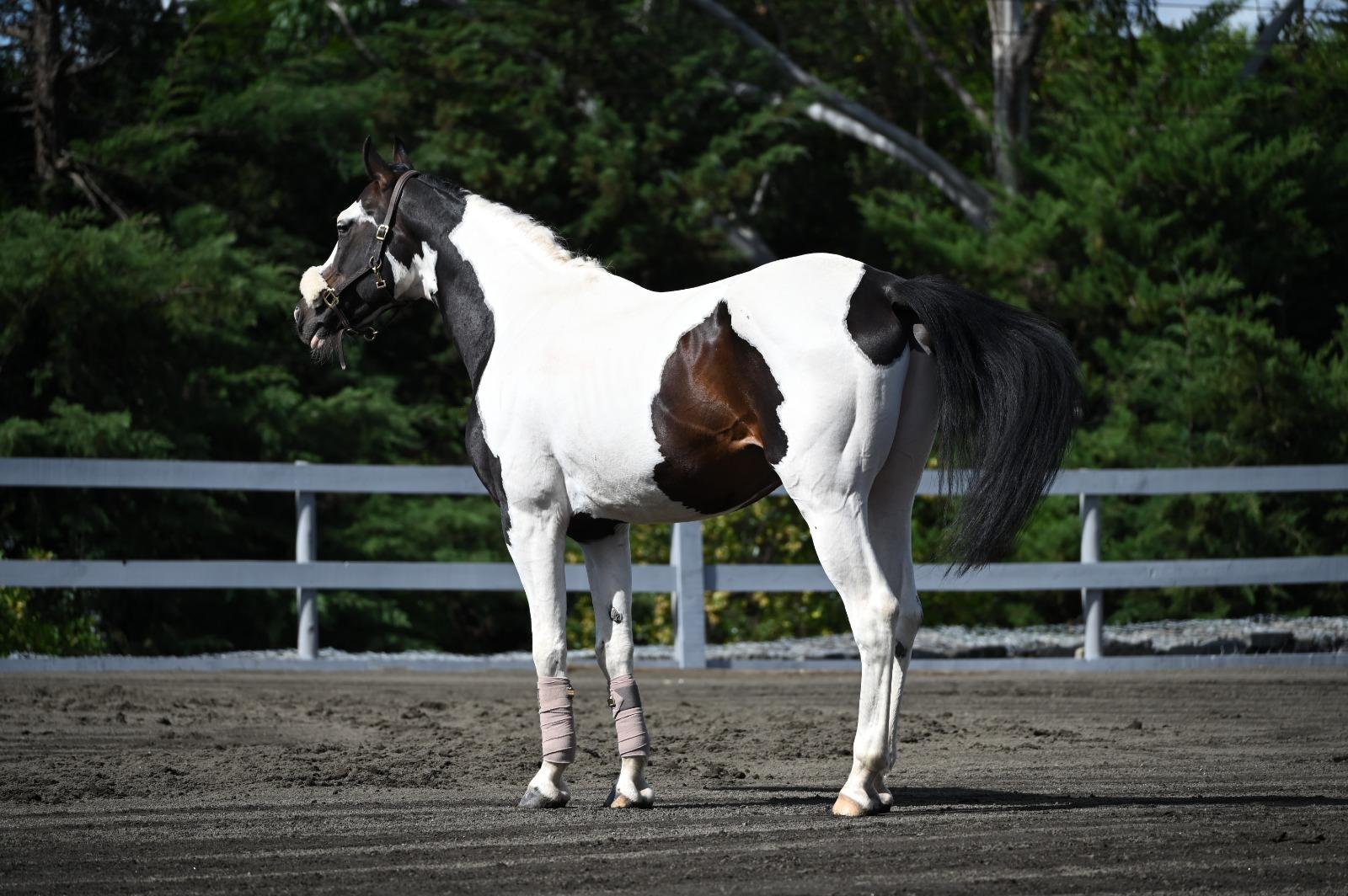 Cedar Horse Farm