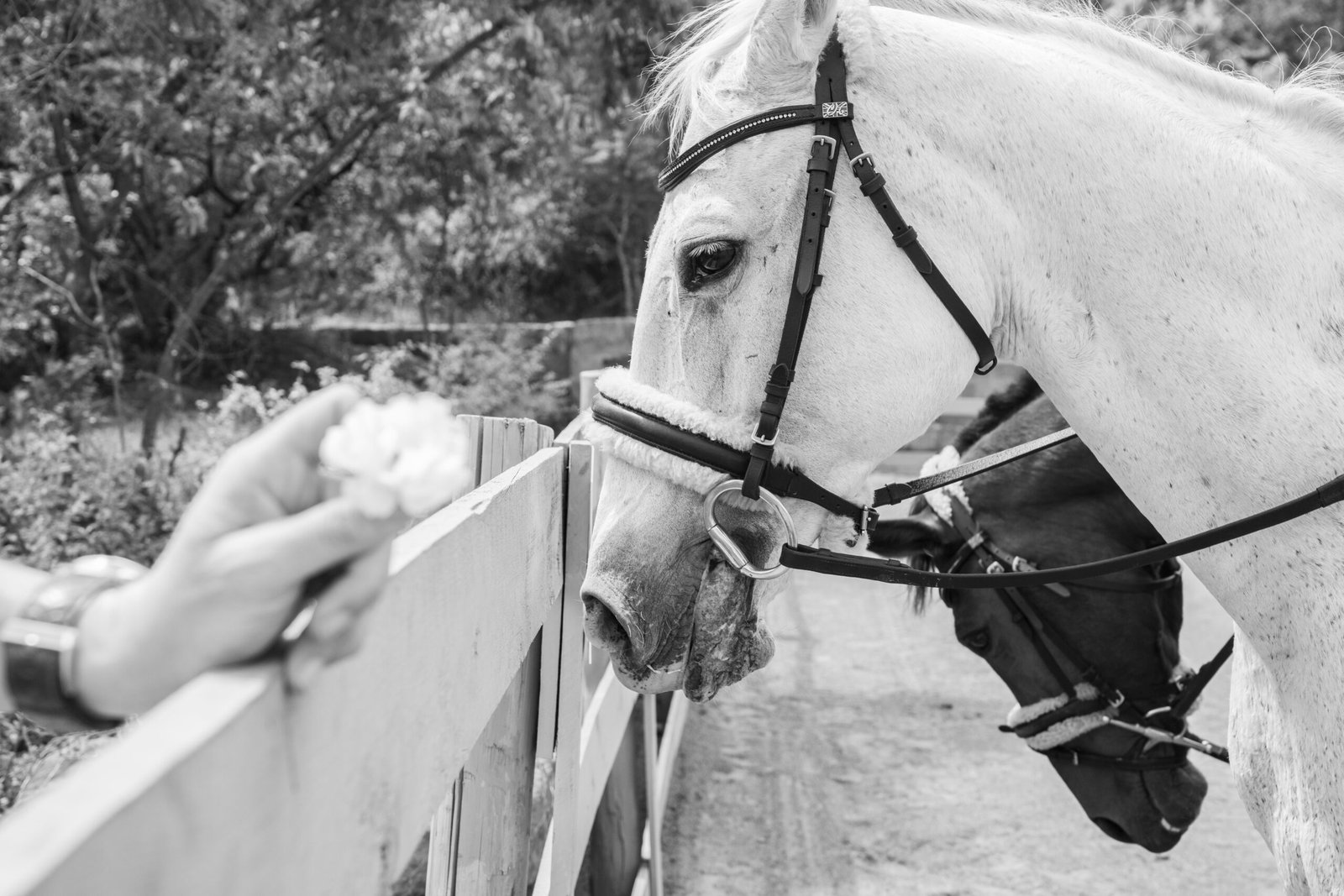 Horse rehabilitation