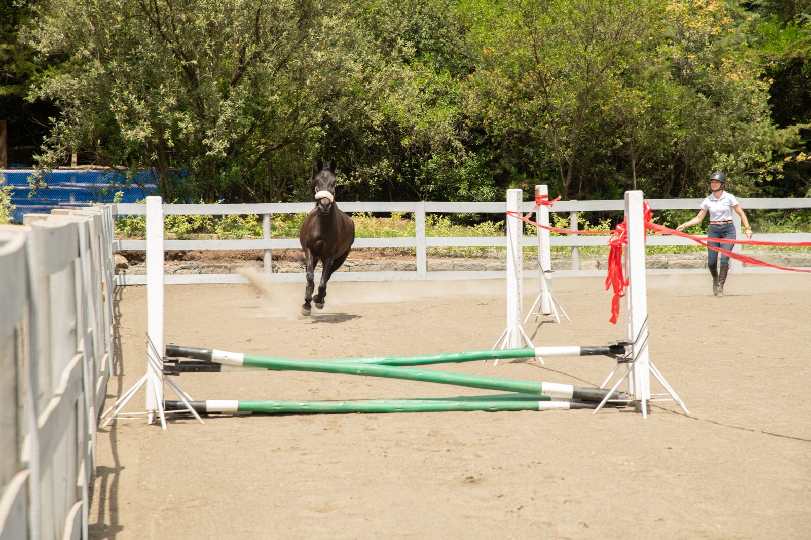 Young horse training